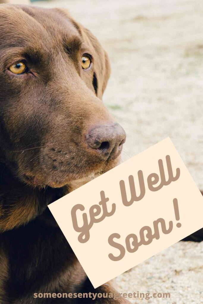 36 Get Well Messages for a Pet Someone Sent You A Greeting